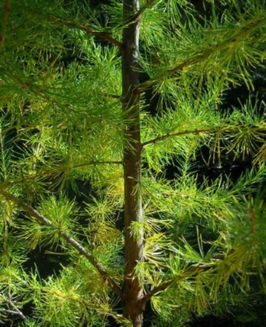 25 European Larch Tree Seeds - Seed World