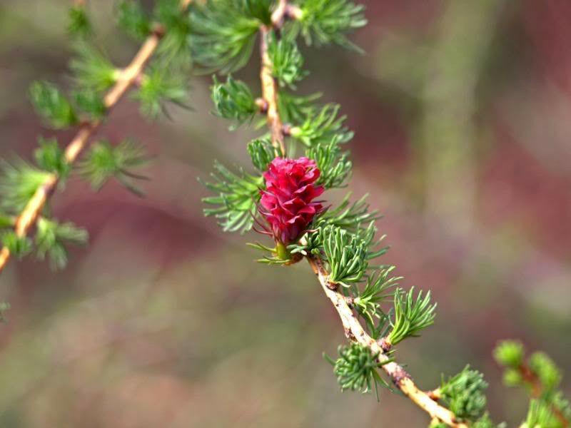 25 European Larch Tree Seeds - Seed World