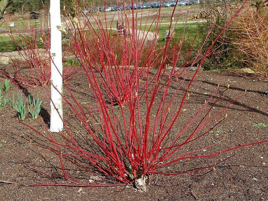 25 Fire and Ice Dogwood Seeds - Seed World