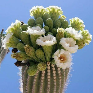 25 Giant Saguaro Cactus Seeds - Seed World
