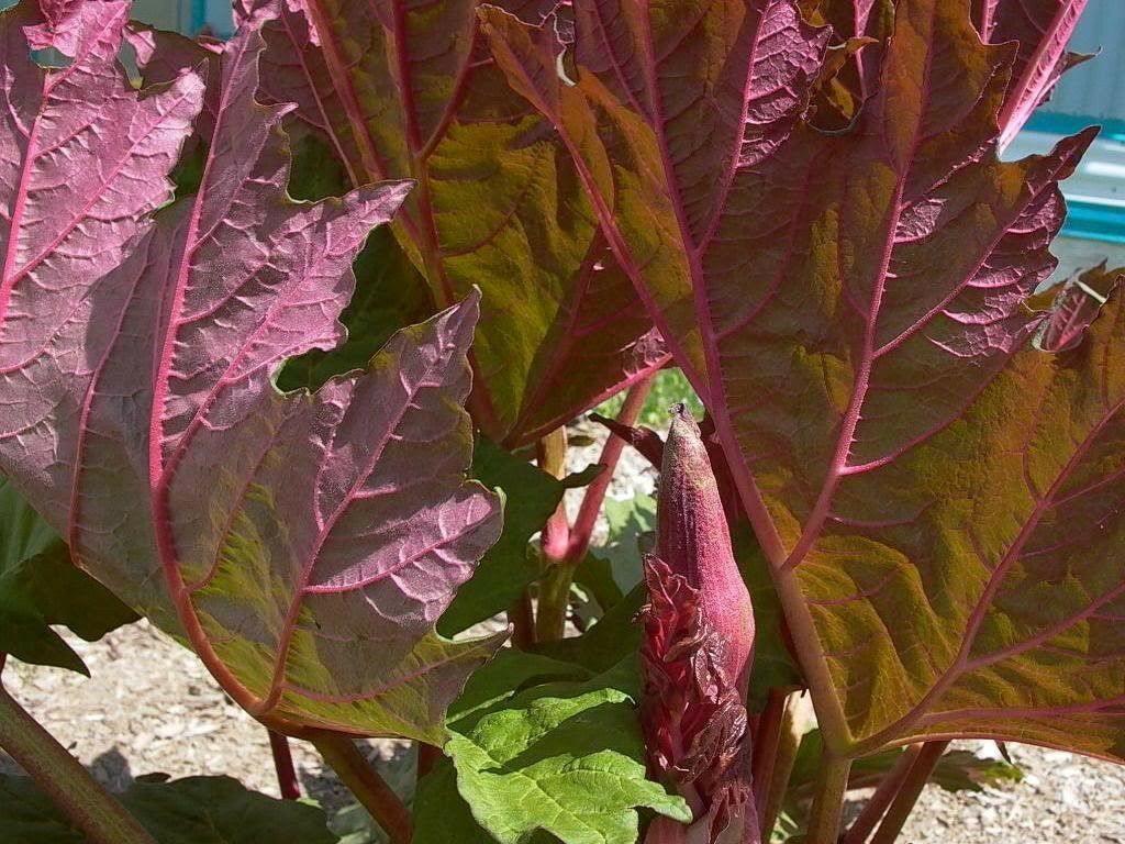 25 Glaskins Perpetual Rhubarb Pieplant Seeds - Seed World