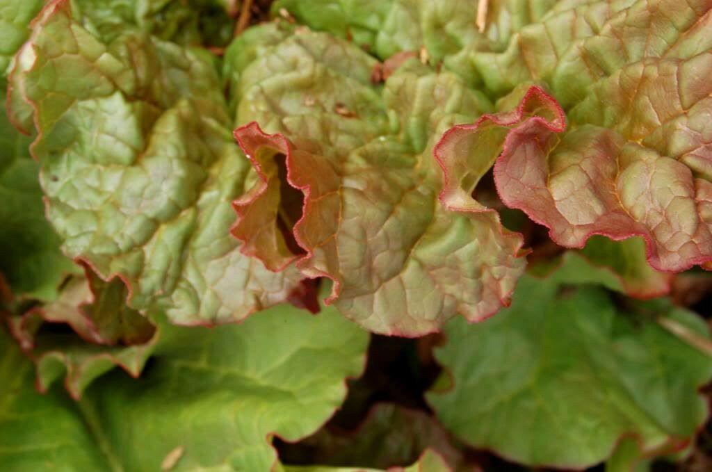 25 Glaskins Perpetual Rhubarb Pieplant Seeds - Seed World