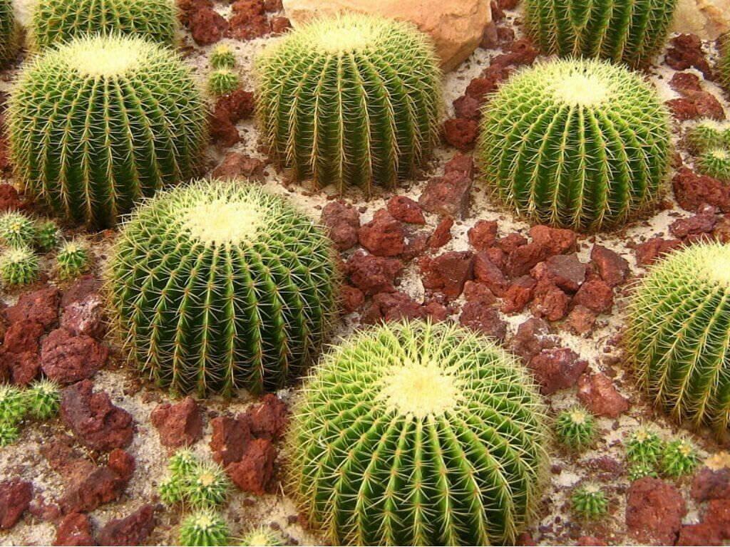 25 Golden Barrel Cactus Seeds - Seed World