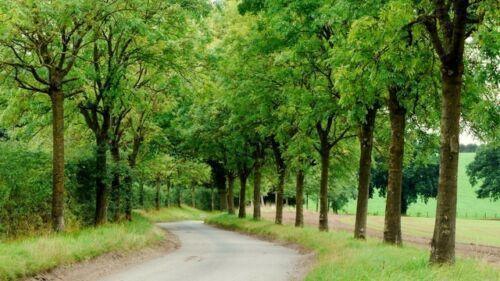 25 Green Ash Tree Seeds (Fraxinus Pennsylvanica) Seeds - Seed World