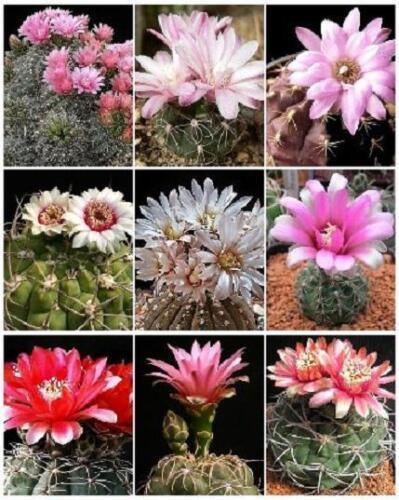 25 Gymnocalycium Variety Mix Cactus Seeds - Seed World