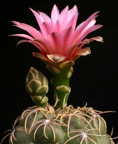 25 Gymnocalycium Variety Mix Cactus Seeds - Seed World