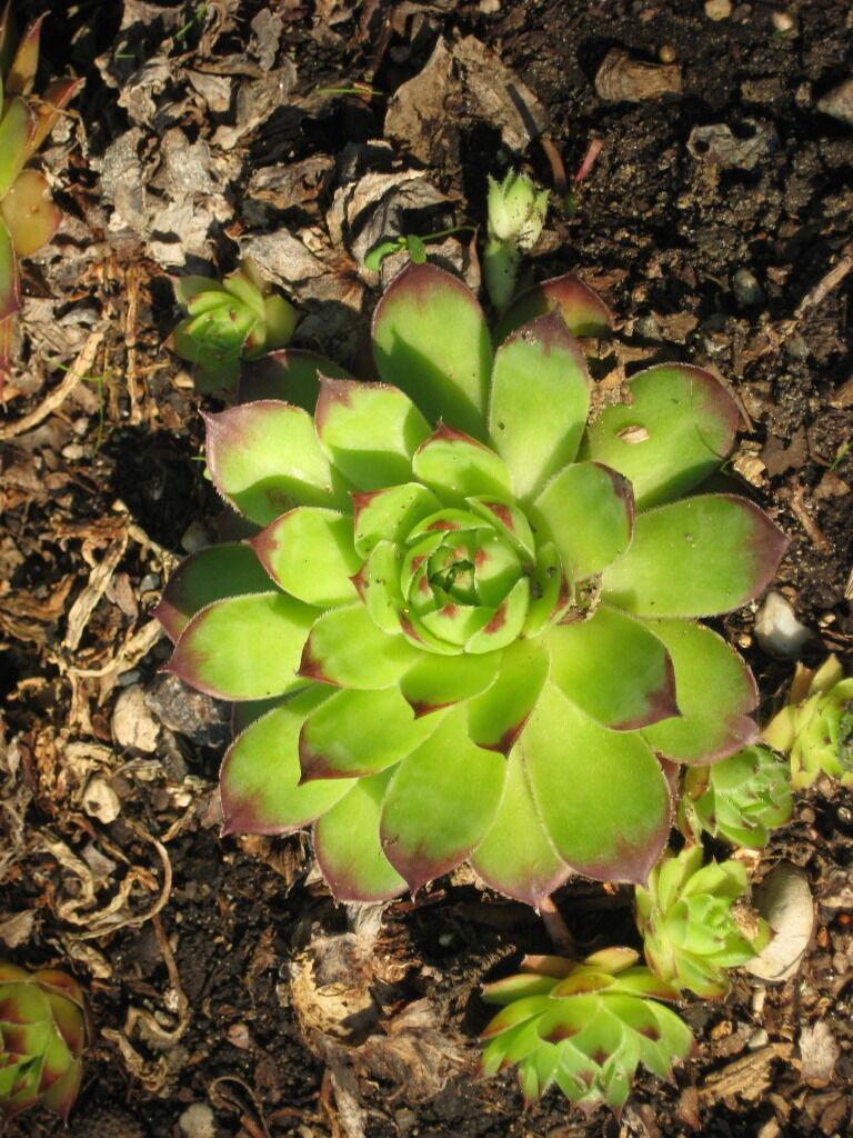 25 Hens and Chickens Seeds - Seed World
