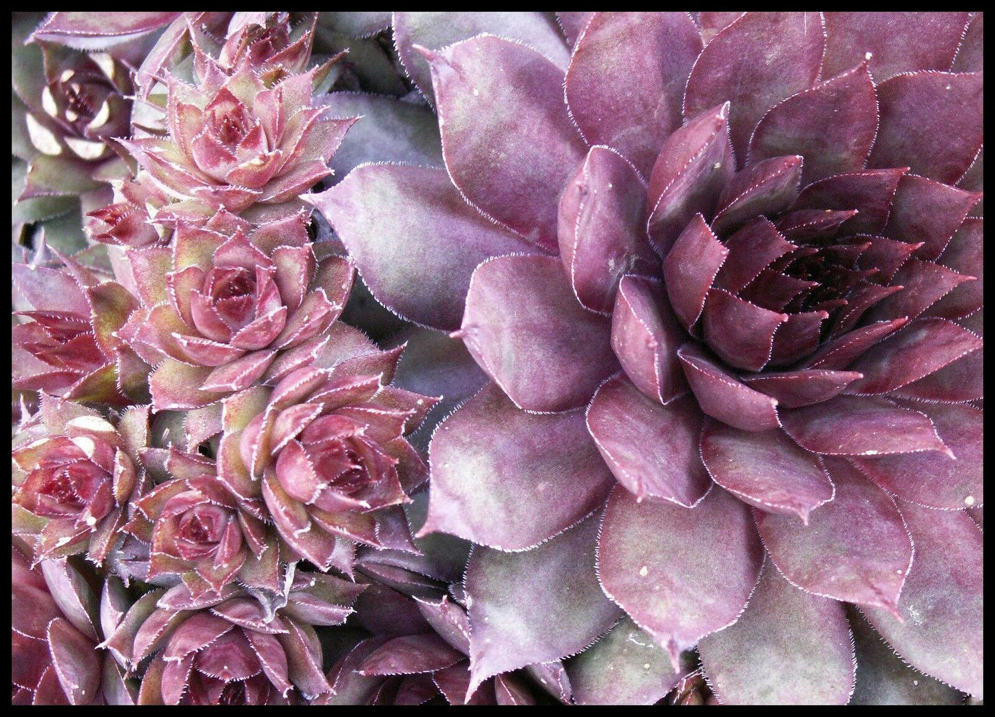 25 Hens and Chickens Seeds - Seed World