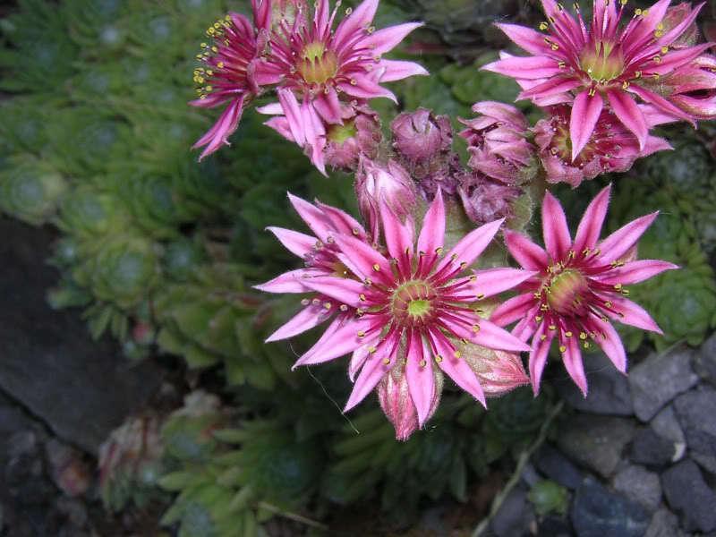 25 Hens and Chickens Seeds - Seed World