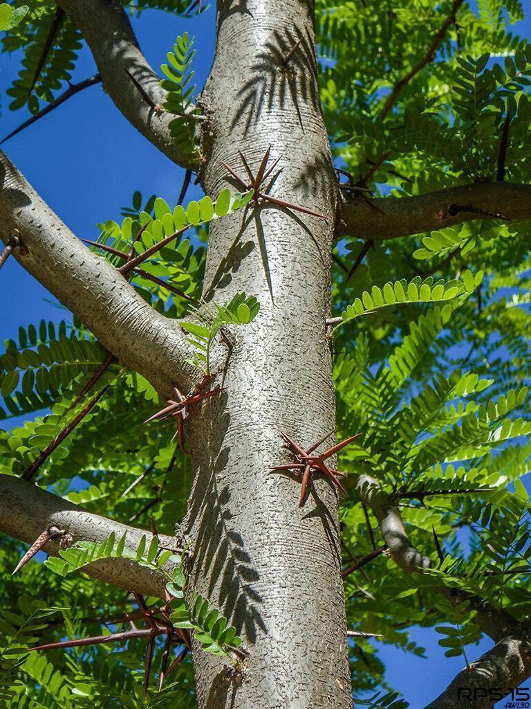 25 Honey Locust (Gleditsia Triacanthos) Seeds - Seed World