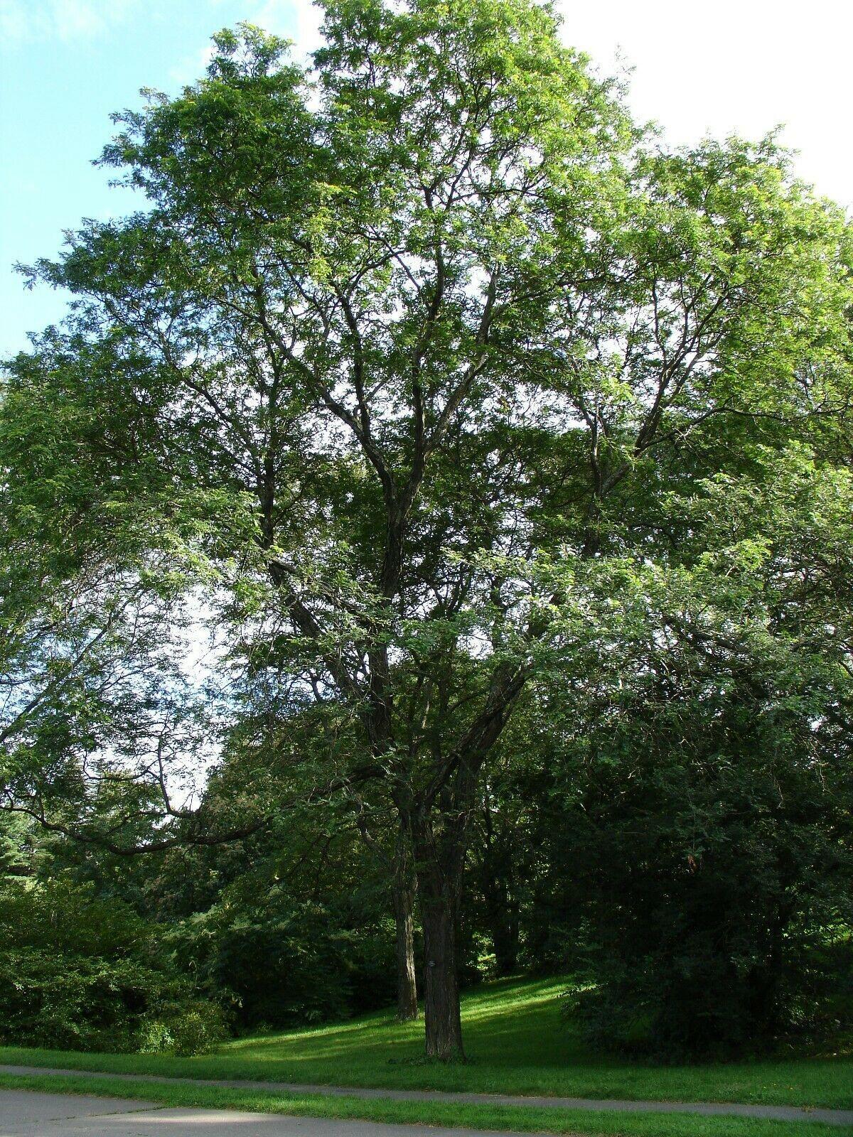 25 Honey Locust (Gleditsia Triacanthos) Seeds - Seed World