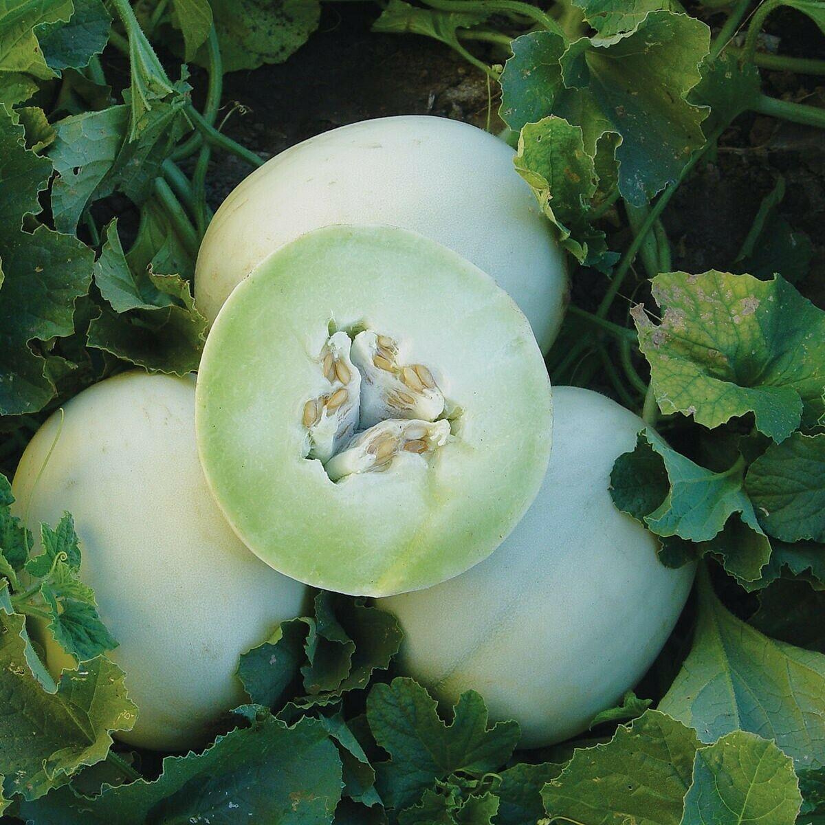 Honey Dew Mellon, Honey Dew Green Sweet, Heirloom, Organic 25+ Seeds,Delicious