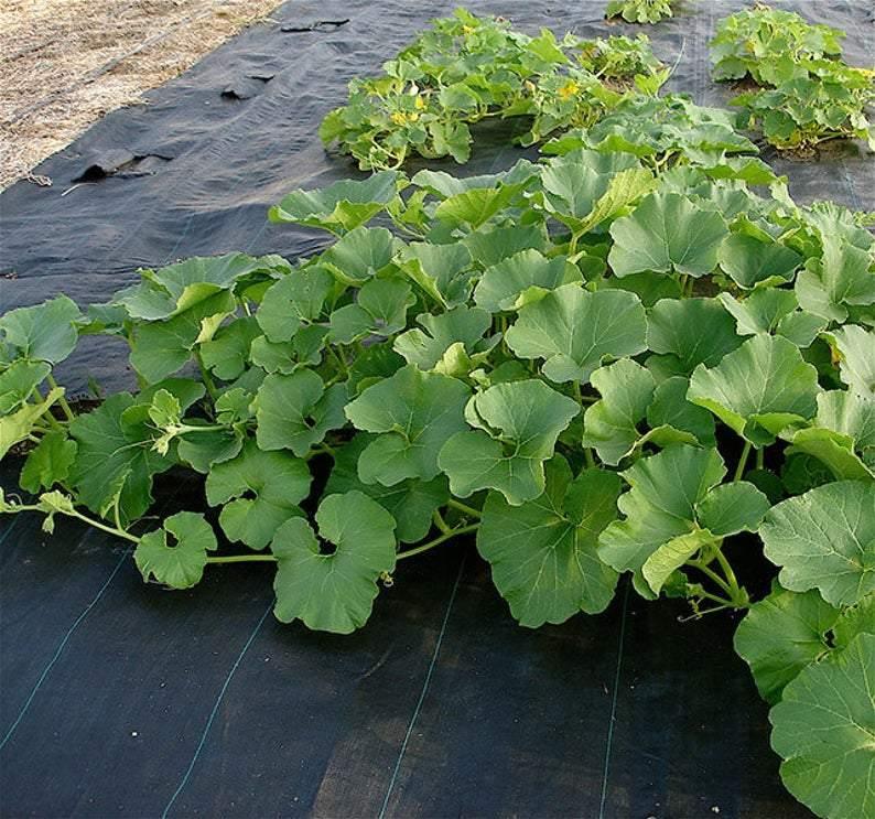 25 Honeydew Melon Seeds | NON-GMO - Seed World