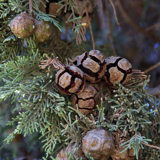 Close-up of pine cones and branches with a blurred background
