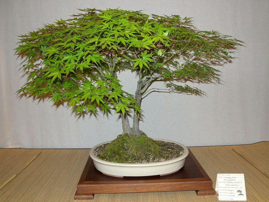25 Japanese Maple Tree Seeds - Seed World