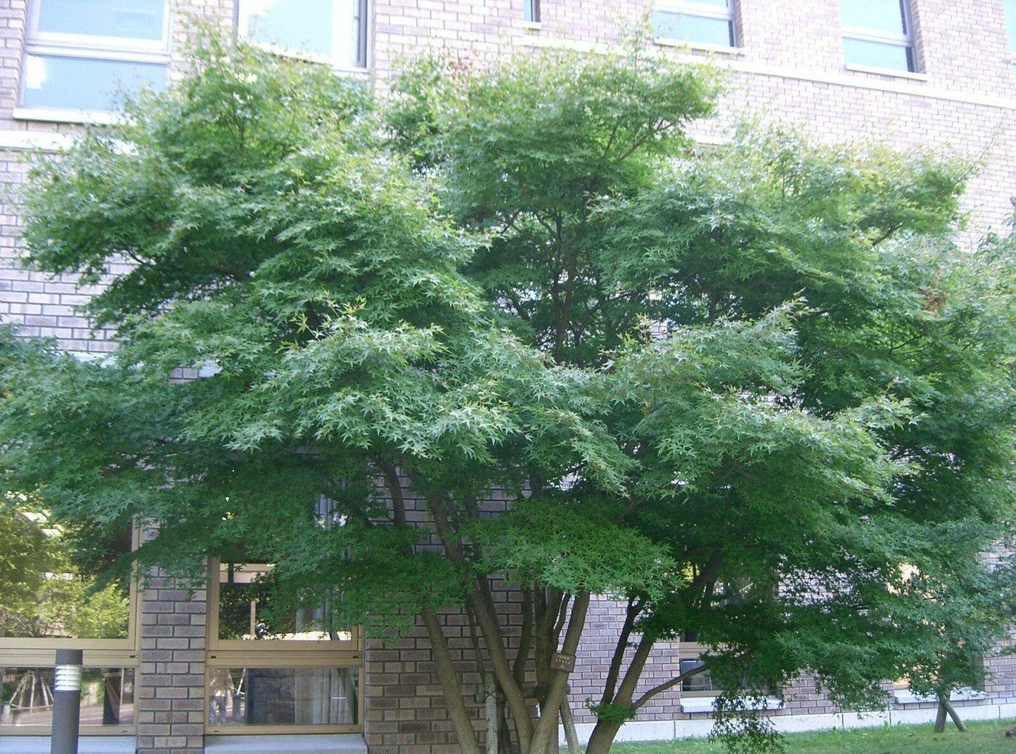 25 Japanese Maple Tree Seeds - Seed World