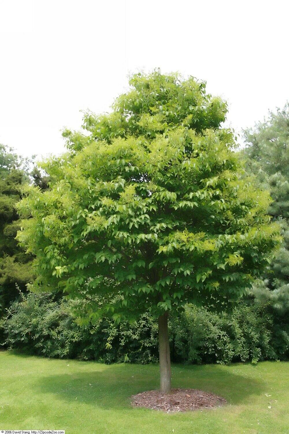 25 Japanese Tree Lilac (Syringa Reticulata) Seeds - Seed World