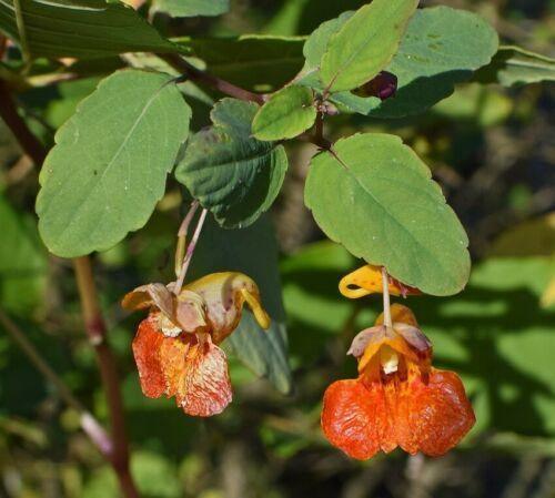 50 Jewelweed | Impatiens Capensis Seeds - Seed World