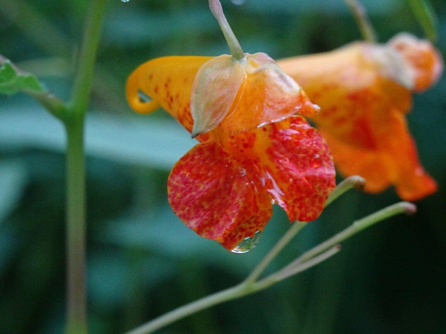 50 Jewelweed | Impatiens Capensis Seeds - Seed World