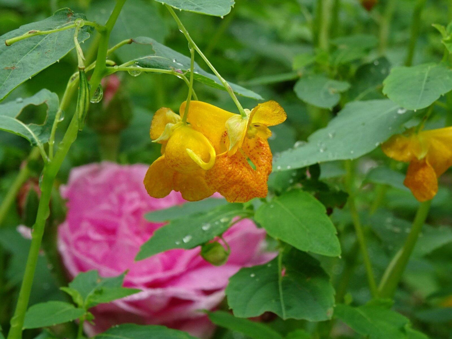 50 Jewelweed | Impatiens Capensis Seeds - Seed World