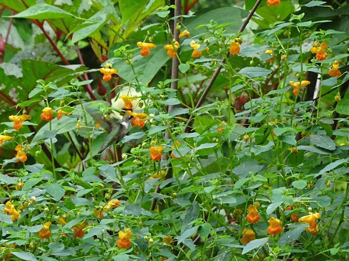 50 Jewelweed | Impatiens Capensis Seeds - Seed World