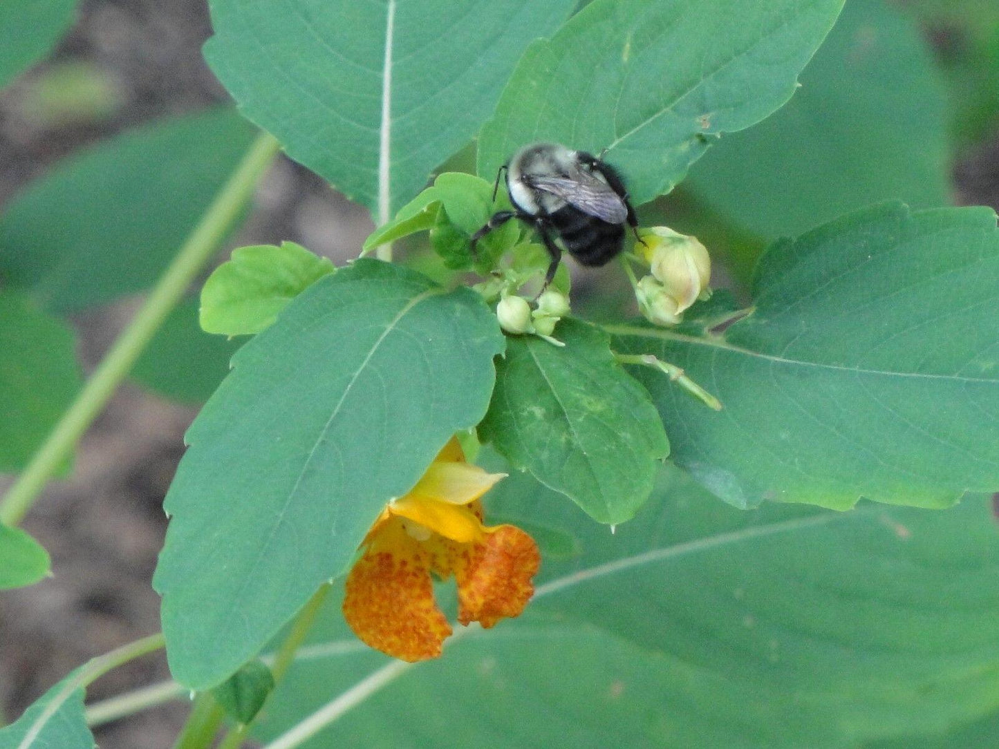 50 Jewelweed | Impatiens Capensis Seeds - Seed World