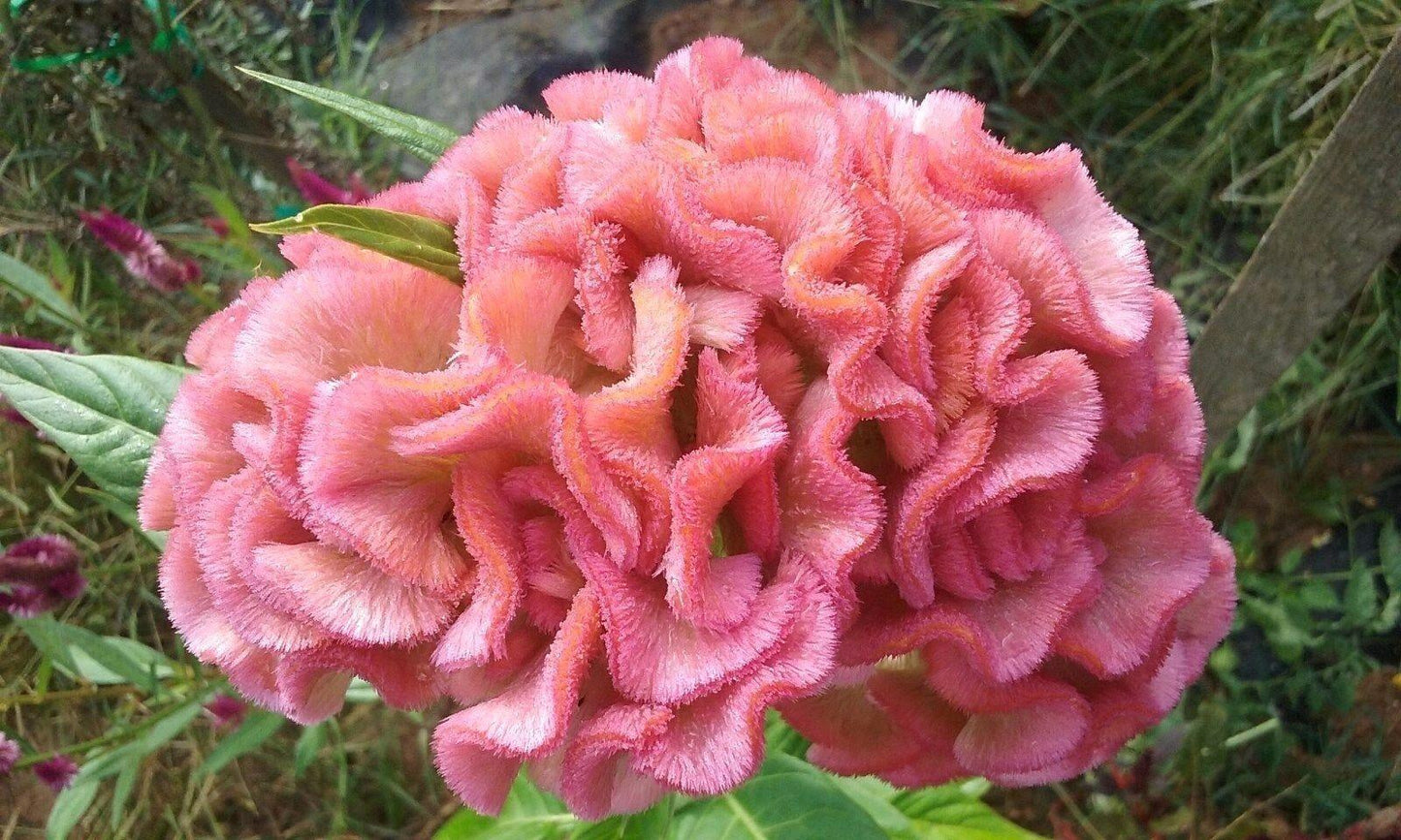 25 Light Pink Brain Celosia Seeds - Seed World