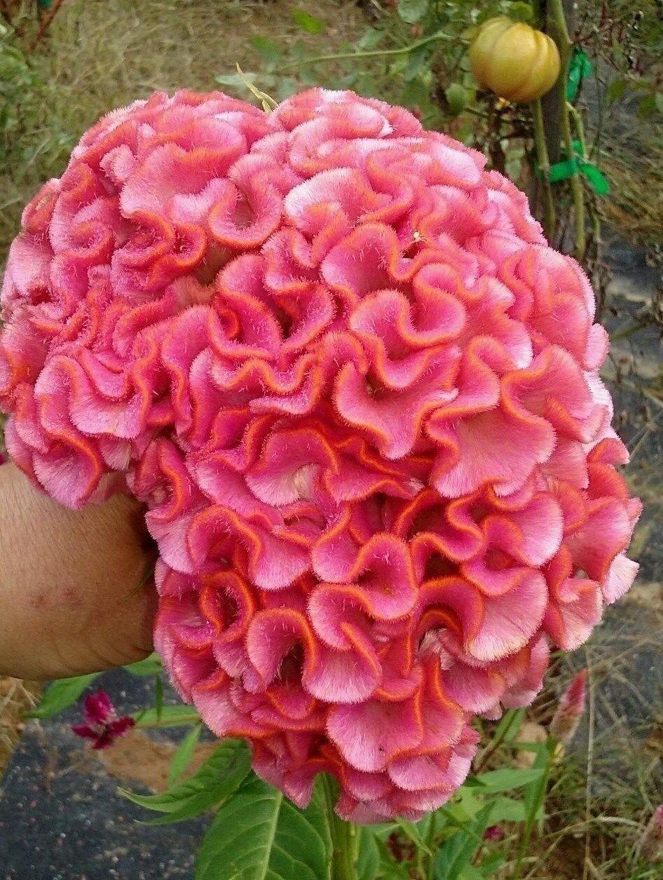 25 Light Pink Brain Celosia Seeds - Seed World