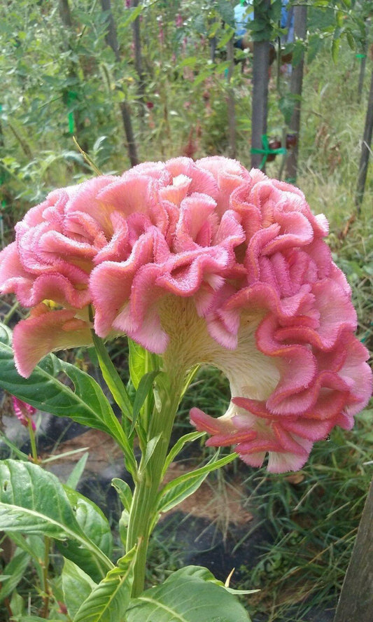 25 Light Pink Brain Celosia Seeds - Seed World