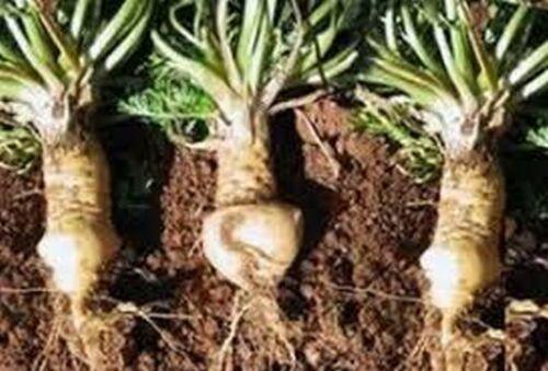 25 Maca ( Lepidium Meyenii Maca) Seeds - Seed World