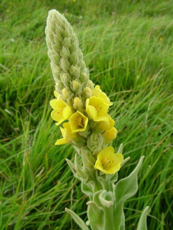 25 Mullein Ornamental Plant Seeds - Seed World