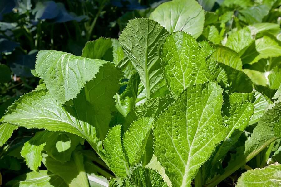 25 Mustard Green Seeds - Seed World