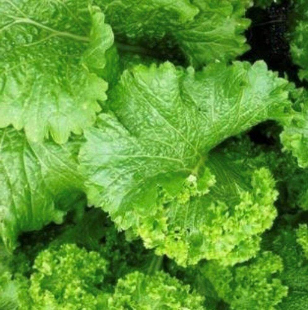 25 Mustard Green Seeds - Seed World