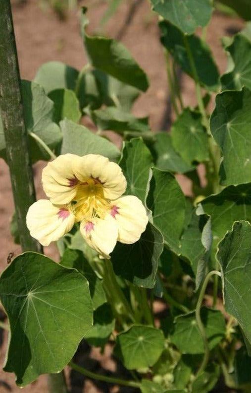 25 Nasturtium 'Ladybird Cream Purple Spot' Seeds - Seed World