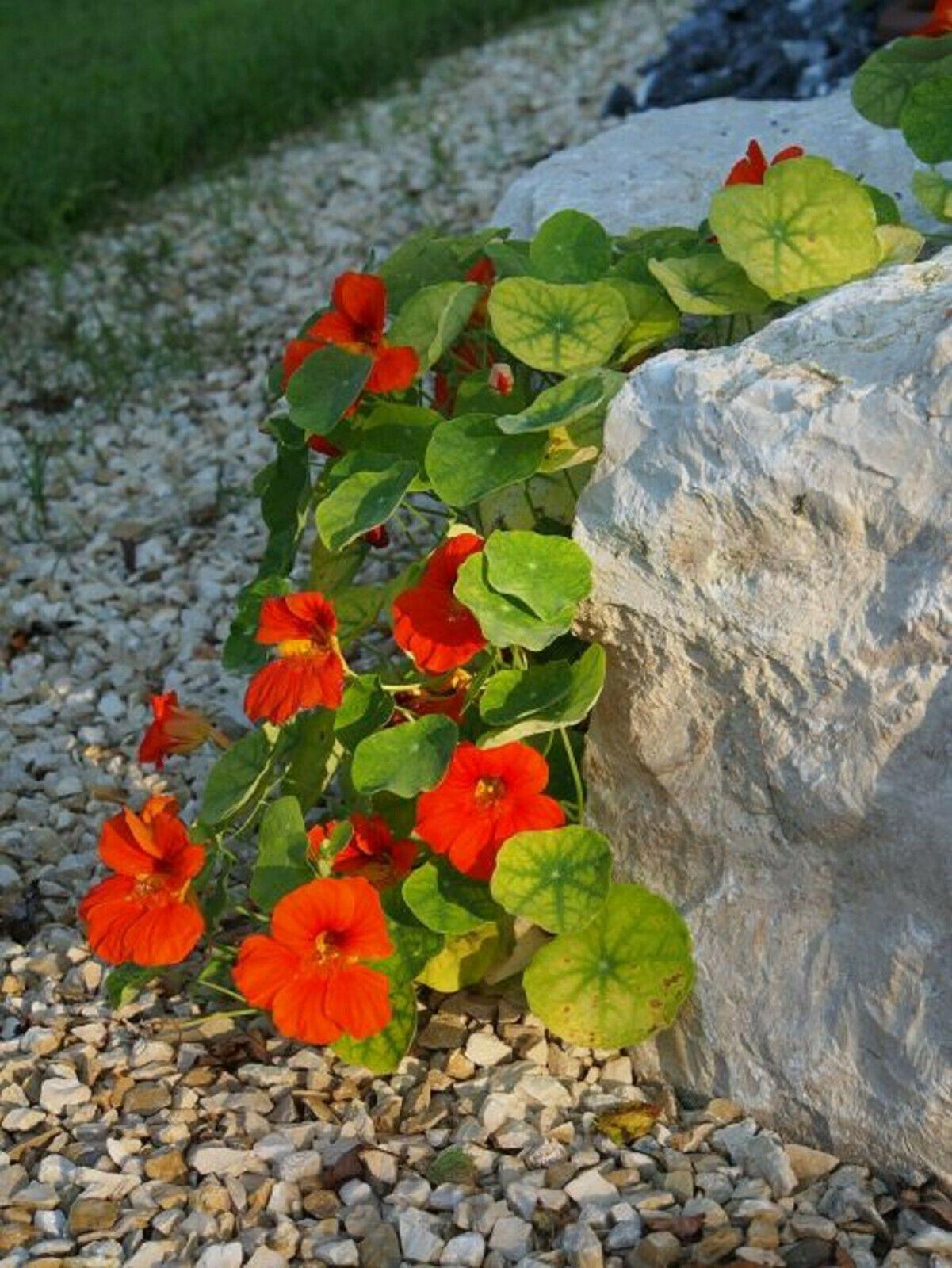 25 Nasturtium Mix Seeds - Seed World