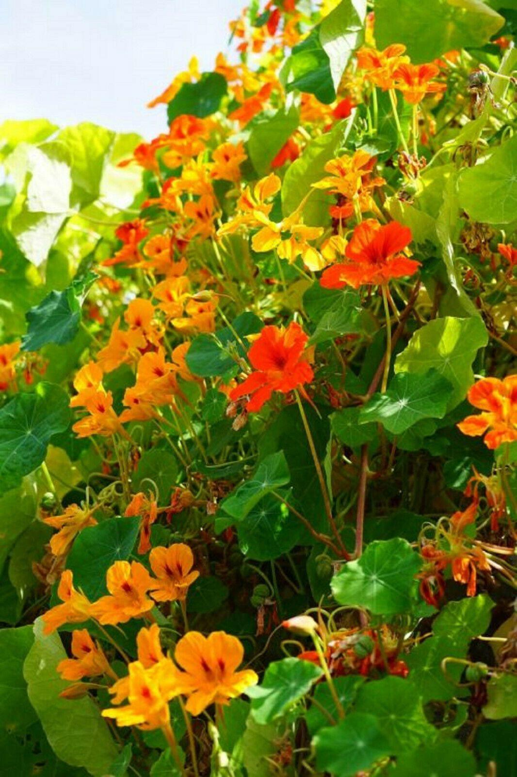 25 Nasturtium Mix Seeds - Seed World