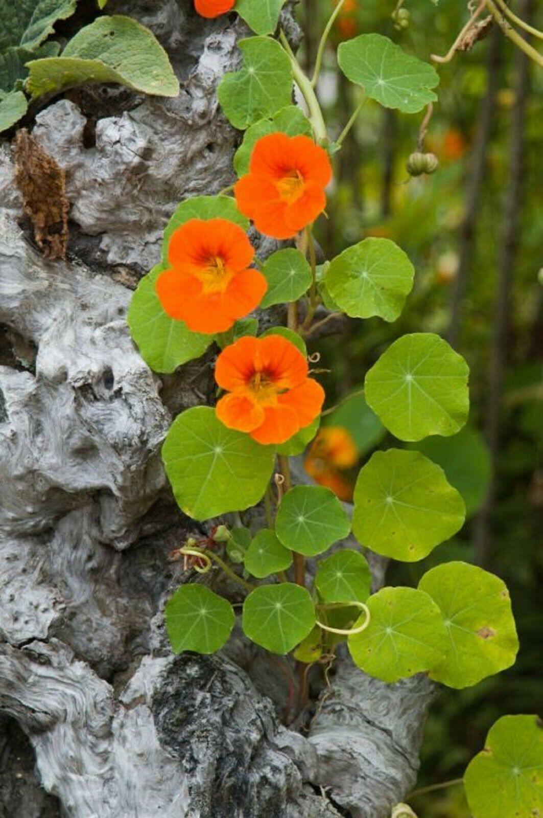 25 Nasturtium Mix Seeds - Seed World