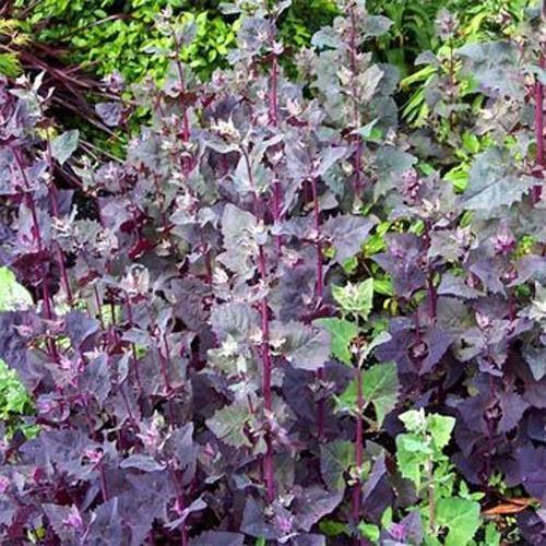25 Orach (Atriplex Hortensis Red Plume) Seeds - Seed World