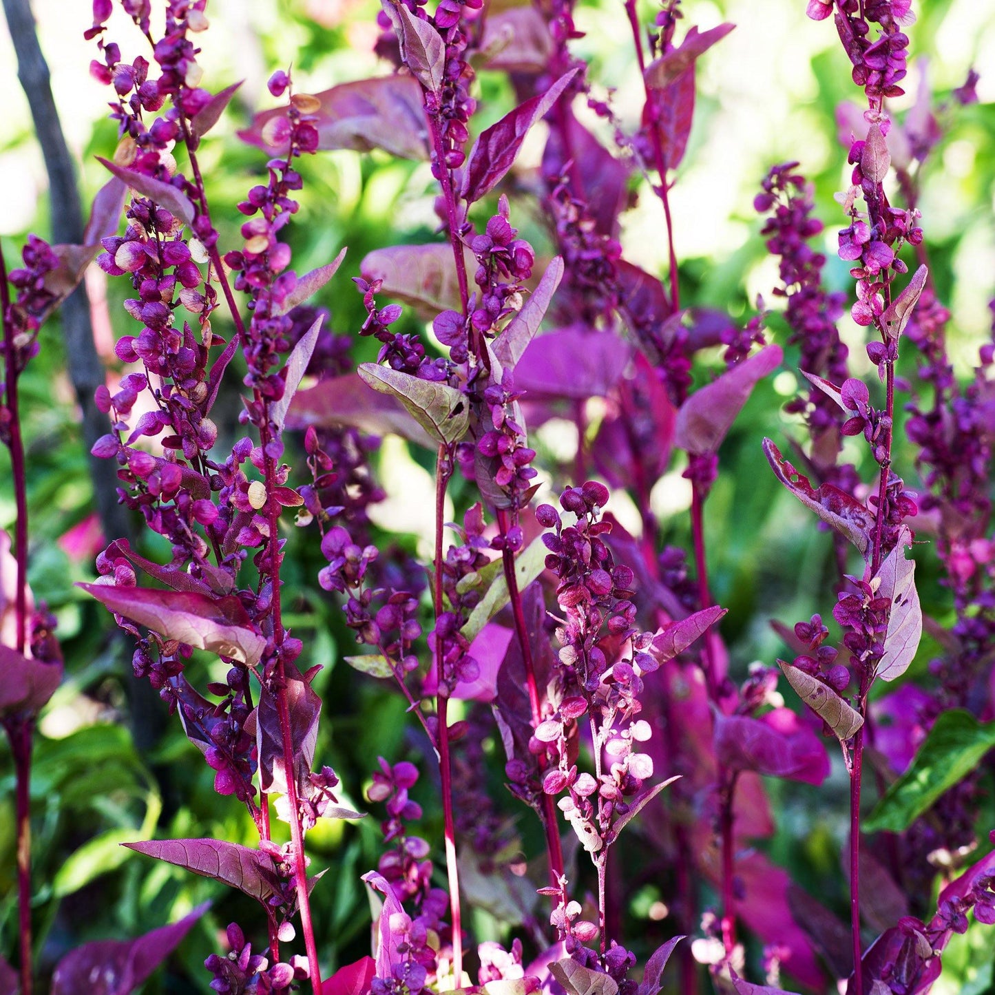 25 Orach (Atriplex Hortensis Red Plume) Seeds - Seed World