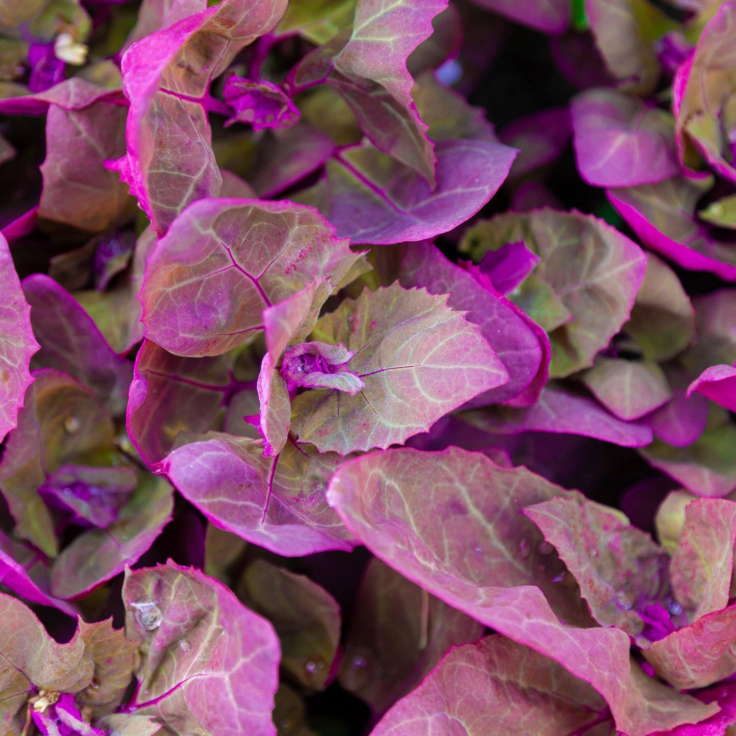 25 Orach (Atriplex Hortensis Red Plume) Seeds - Seed World