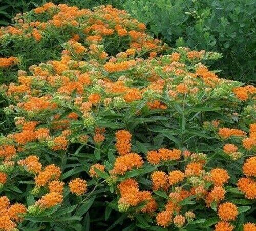25 Orange Butterfly Weed Seeds - Seed World