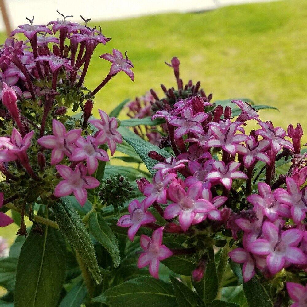 25 Pentas Violet Seeds - Seed World