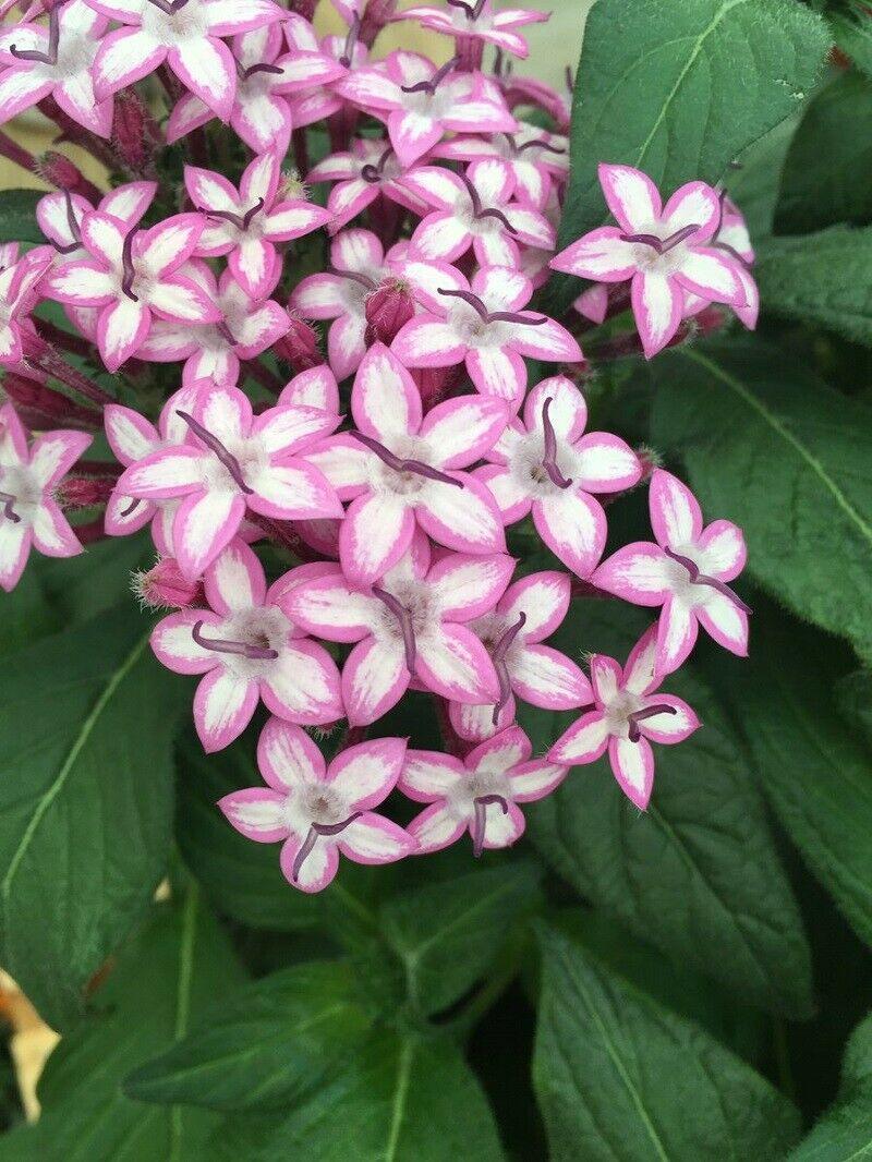25 Pentas Violet Seeds - Seed World