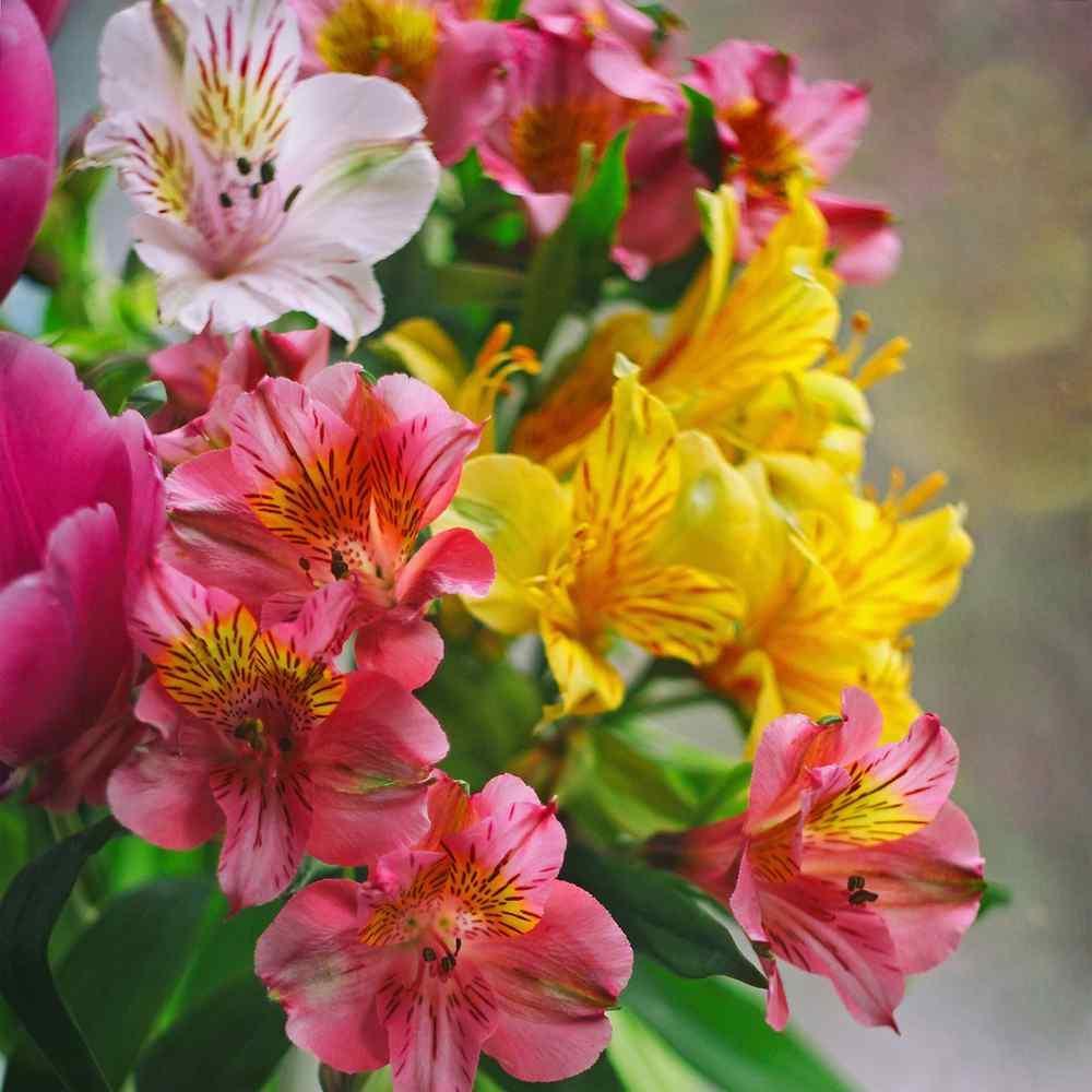 25 Peruvian Lily - Mix Seeds - Seed World