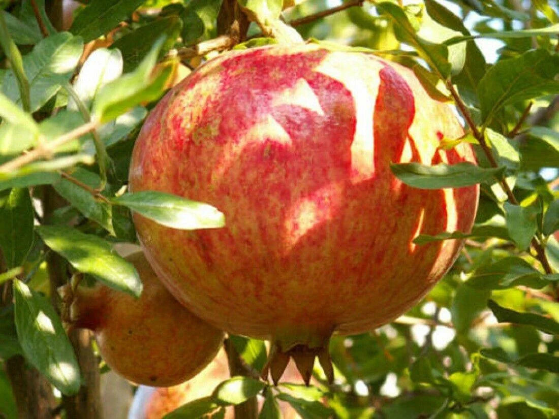 25 Pomegranate Seeds - Seed World