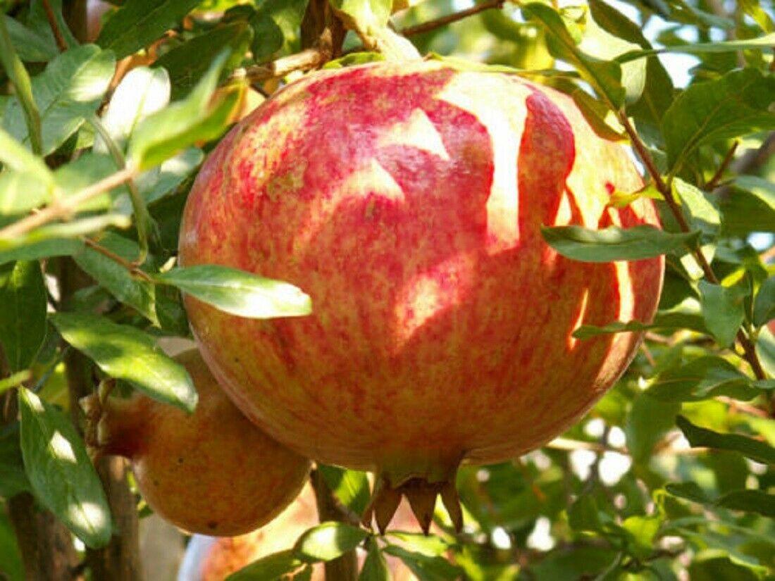 25 Pomegranate Seeds | ORGANIC-Non-GMO - Seed World