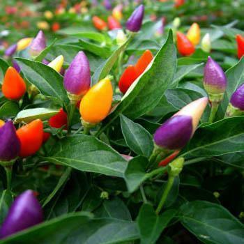 25 Prairie Fire Ornamental Pepper Spicy Seeds - Seed World