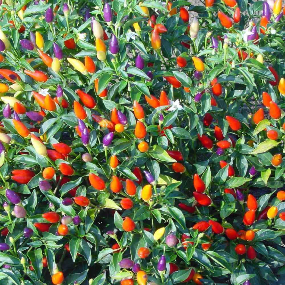 25 Prairie Fire Ornamental Pepper Spicy Seeds - Seed World