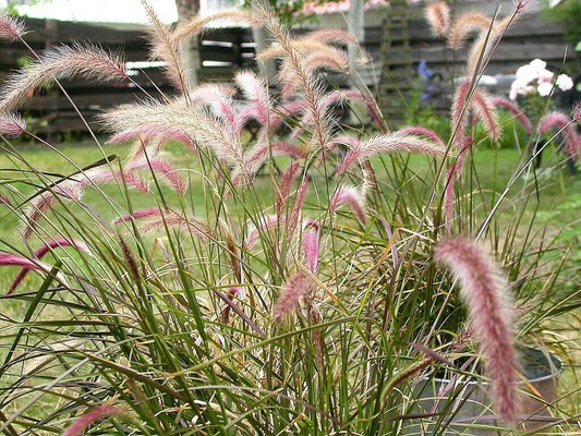 25 Purple Fountain Grass Seeds - Seed World