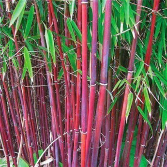 Red Bamboo Seeds - Seed World